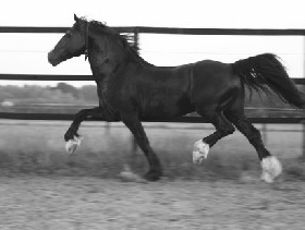 Welsh Cob hengst Ceres Commando